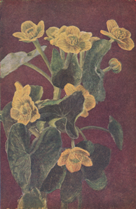 Marsh Marigold or Meadow-Gowan